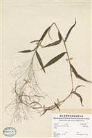 藏品(散穗子果黍)的圖片